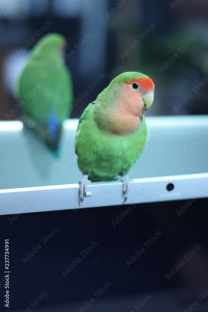 Naklejka premium ラブバード・小桜インコ