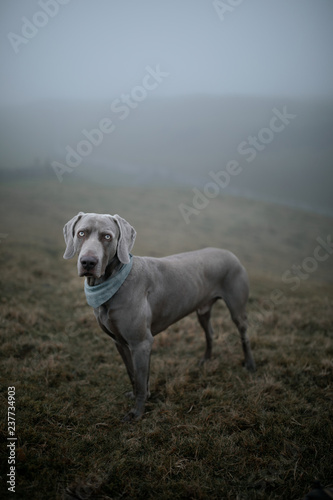 Portrait of dog standing in foggy field