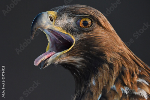 Golden Eagle bird portrait