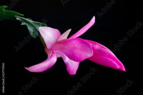 Blossoming flower, Christmas cactus. photo