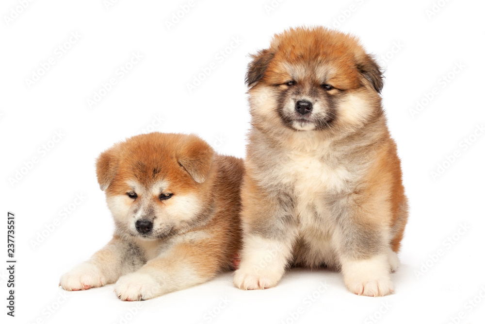 Akita Inu puppy dog on white background