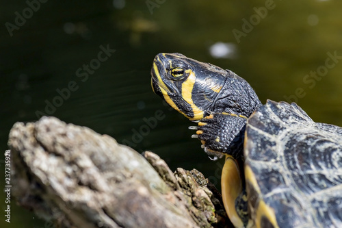 Tortue aquatique