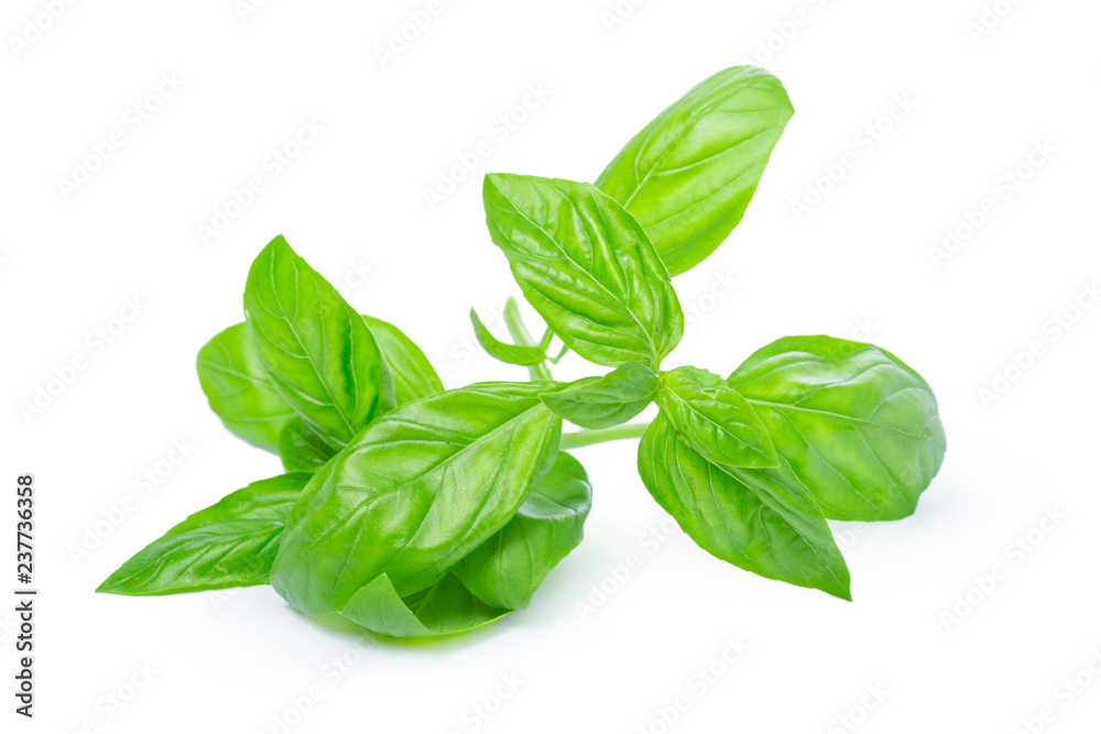 Close up of fresh green basil herb leaves isolated on white background Close up of fresh green basil herb leaves isolated on white background
