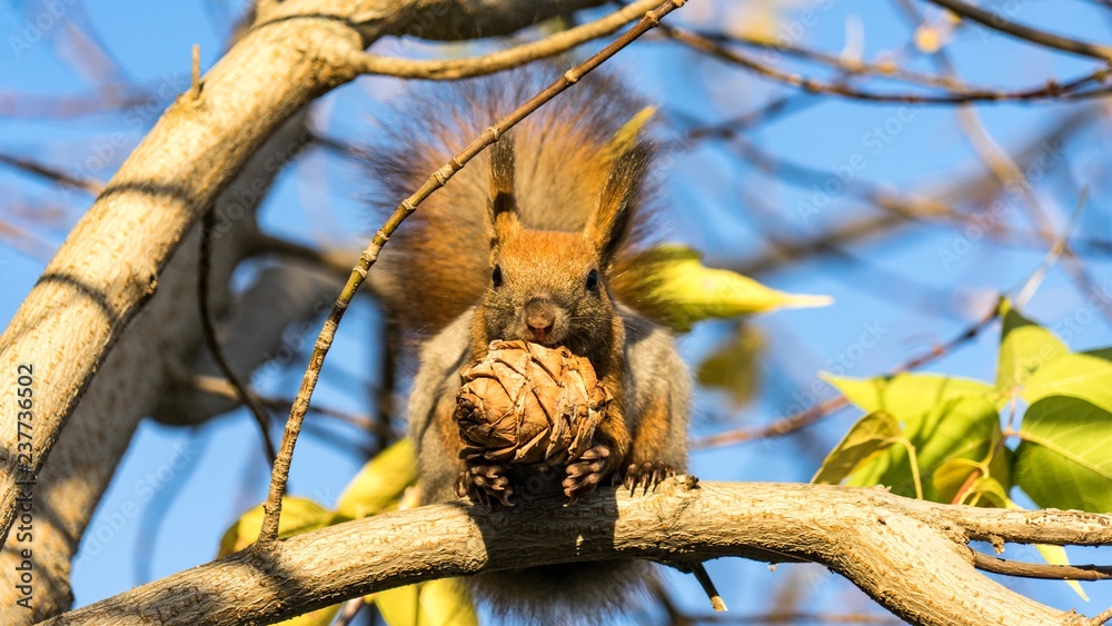 Red squirrel sits on the tree with a pine cone in autumn forest, Tomsk.