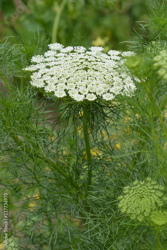 Toothpick bullwort Blutenball photo