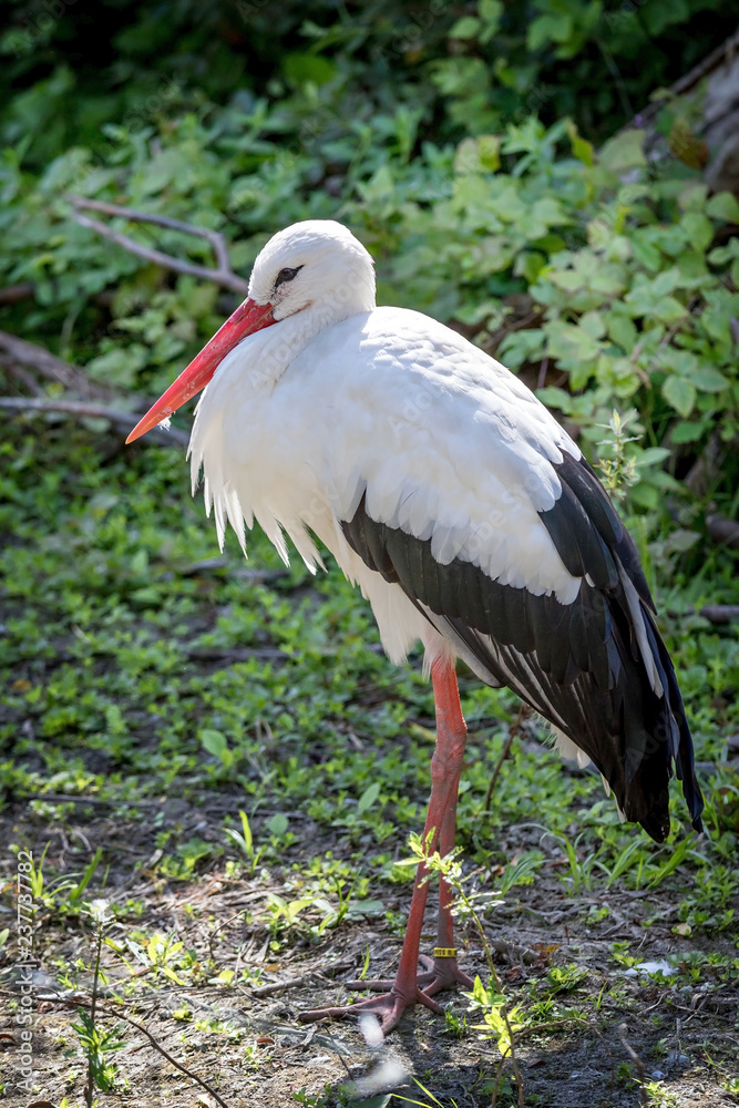 Fototapeta premium Cigogne