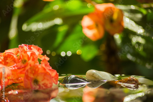 still life freshness concept with water and water drops  flowers and pebble stones in water with reflections and out-of-focus background colorful and tranquility photo  