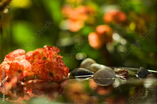 still life freshness concept with water and water drops, flowers and pebble stones in water with reflections and out-of-focus background colorful and tranquility photo   © photo-vista.de