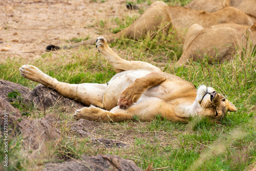 Fototapeta Naklejka Na Ścianę i Meble -  Cute sleeping lioness