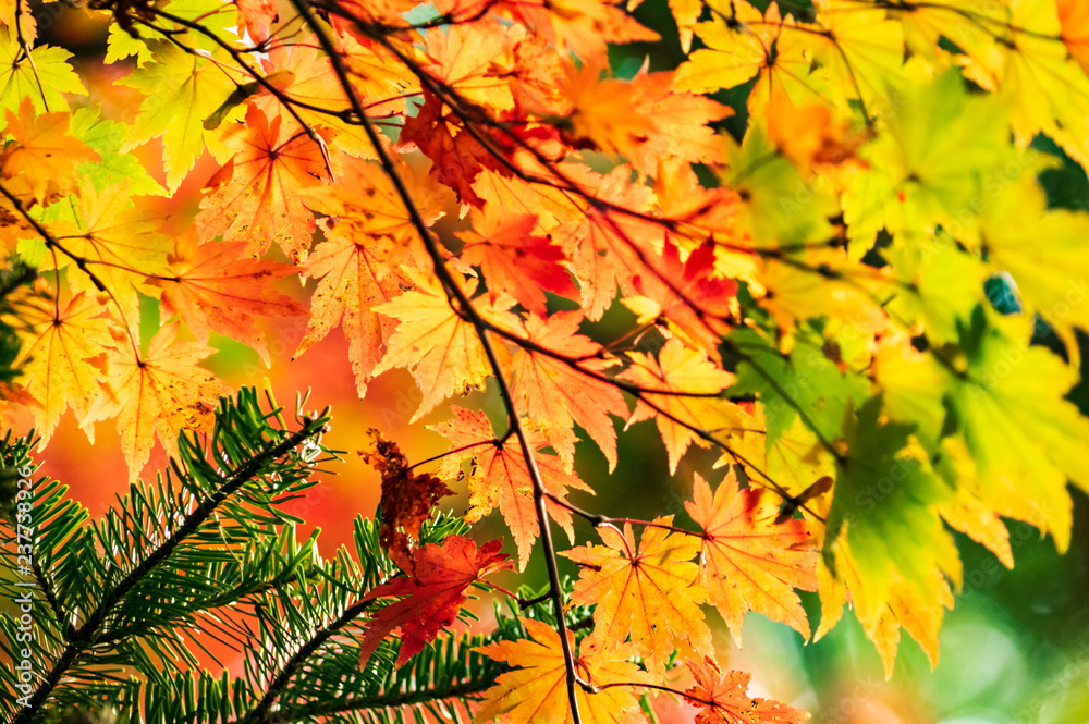 紅葉の雲場池 紅葉の雲場池