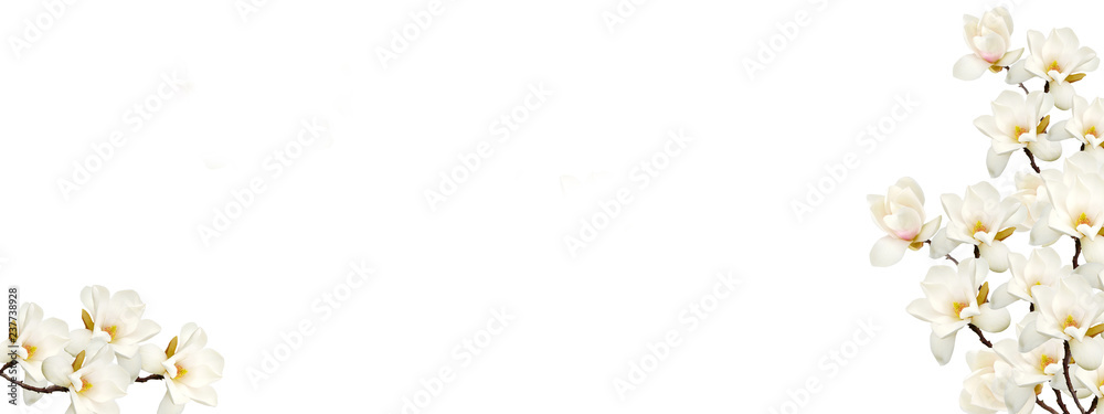 Beautiful magnolia flower blooming background. Beautiful magnolia flower blooming background.