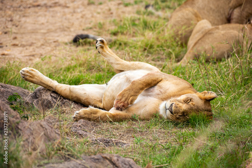 Fototapeta Naklejka Na Ścianę i Meble -  Cute sleeping lioness