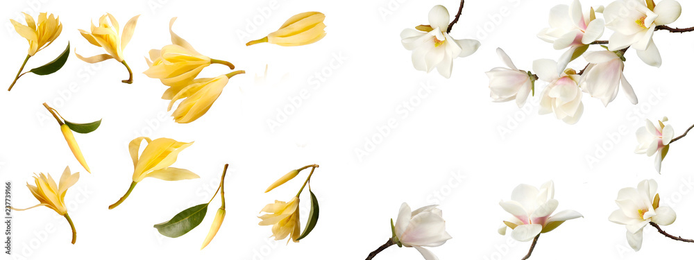 set of spring magnolia flowers set of spring magnolia flowers