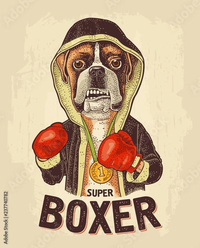 Dog boxer dressed in human in robe, gloves. Vintage black engraving