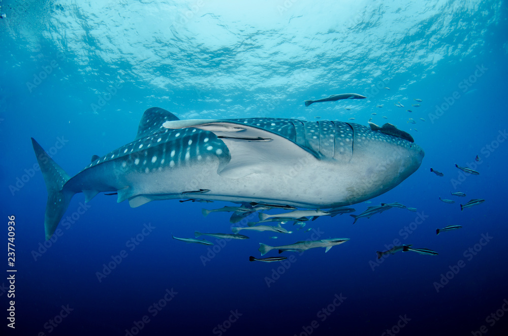 Fototapeta premium Whale Shark, Rhincodon Typus