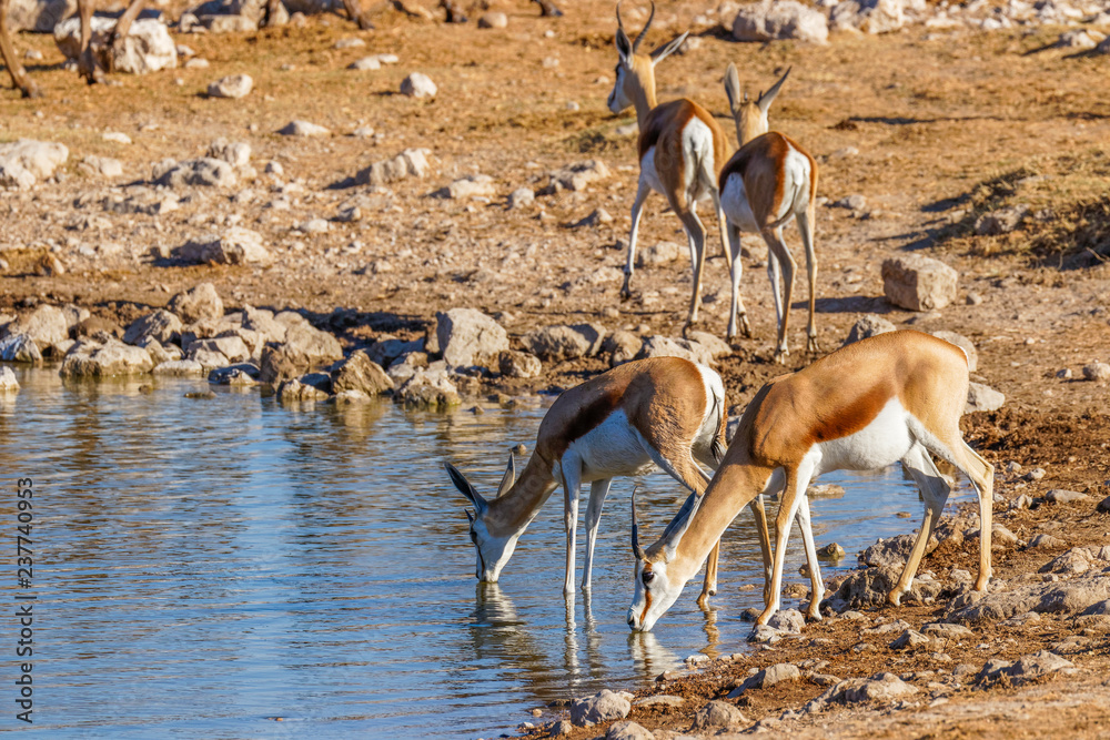 A herd of springbok ( Antidorcas Marsupialis) drinking at a water hole, Etosha National Park, Namibia. A herd of springbok ( Antidorcas Marsupialis) drinking at a water hole, Etosha National Park, Namibia.