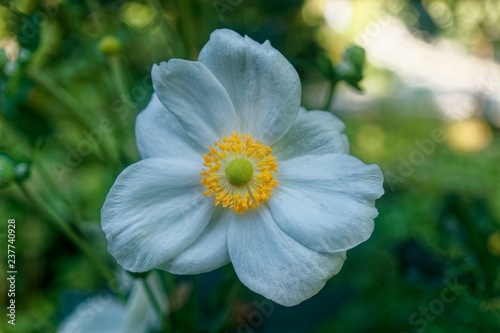 White Blossom With Yellow Seeds