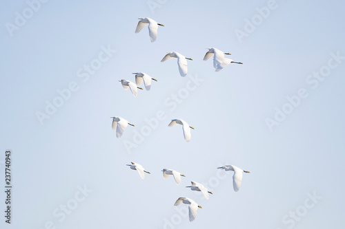 Flock of little egrets fly in the blue sky. © naotoshinkai
