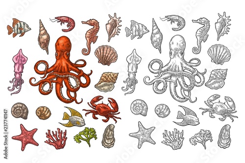 Set sea animals. Shell, coral, crab, shrimp, star, fish ,octopus © MoreVector