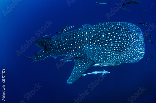 Whale Shark, Rhincodon Typus