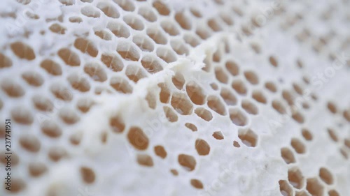 Honeycomb Chambers Without Bees photo