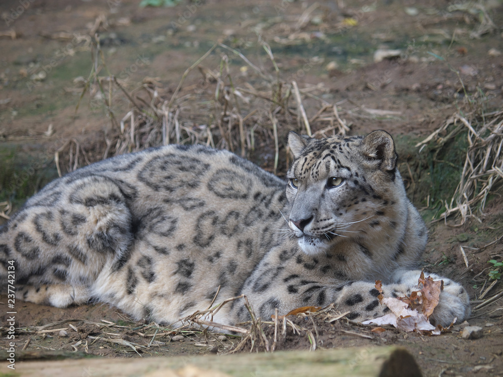 Obraz premium みんなの動物たち