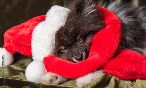 Funny fluffy Pomeranian Spitz dog puppy is sleeping in santa hat on Christmas and New Year © zanna_