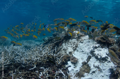 A school of blue-lined rabbitfishes (Siganus doliatus) above the bleached and degraded coral reef in Koh Tao, Thailand