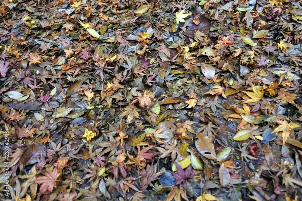 pile of dried leaves pile of dried leaves