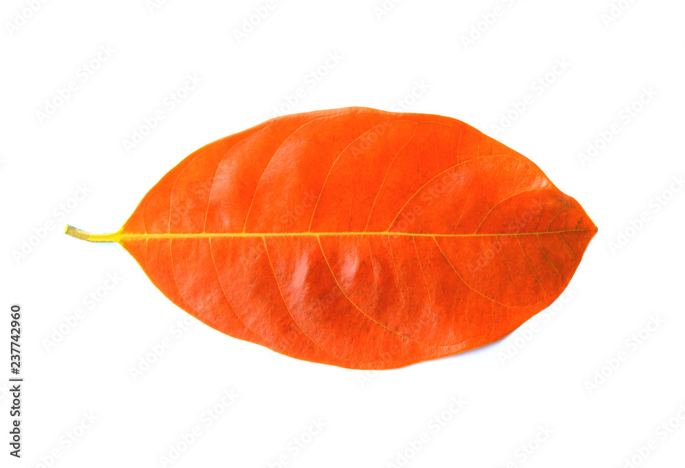 jackfruit leave on white background jackfruit leave on white background