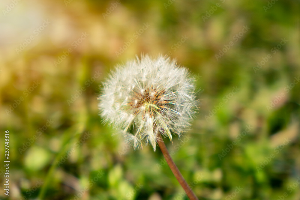 Dandelion on the meadow at sunlight background