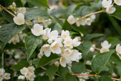 Blooming jasmine bush