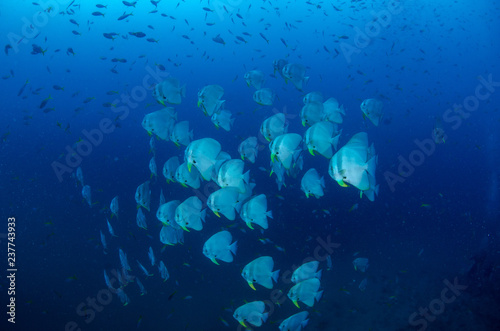 School of Orbicular Batfish, Platax orbicularis photo