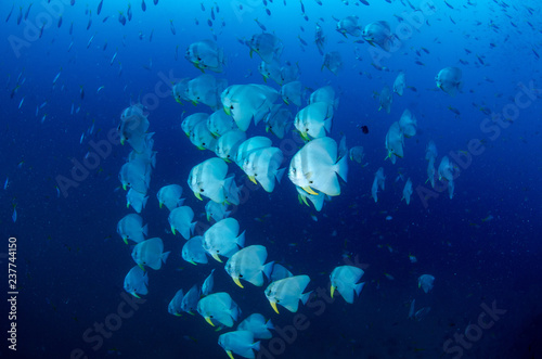 School of Orbicular Batfish, Platax orbicularis photo