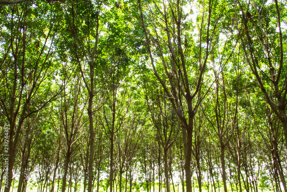 Rubber plantation in the southern, Thailand Rubber plantation in the southern, Thailand