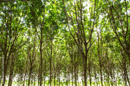 Rubber plantation in the southern  Thailand