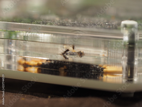 ants and ant farm photo