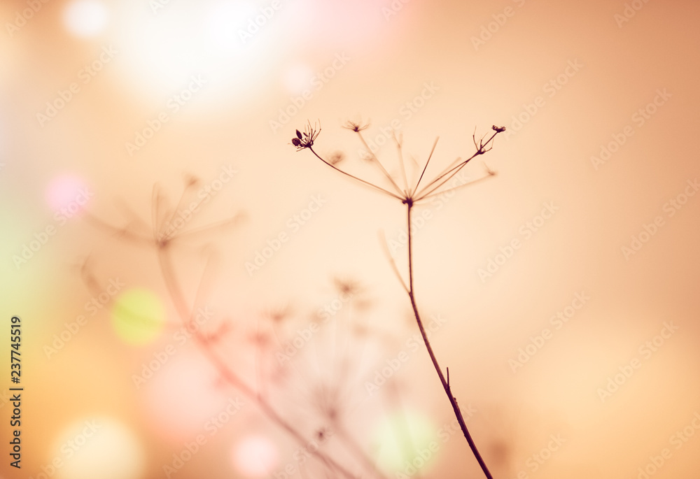 Natural background with dry flowers. Brown blurred background, colorful bokeh circles. Natural background with dry flowers. Brown blurred background, colorful bokeh circles.