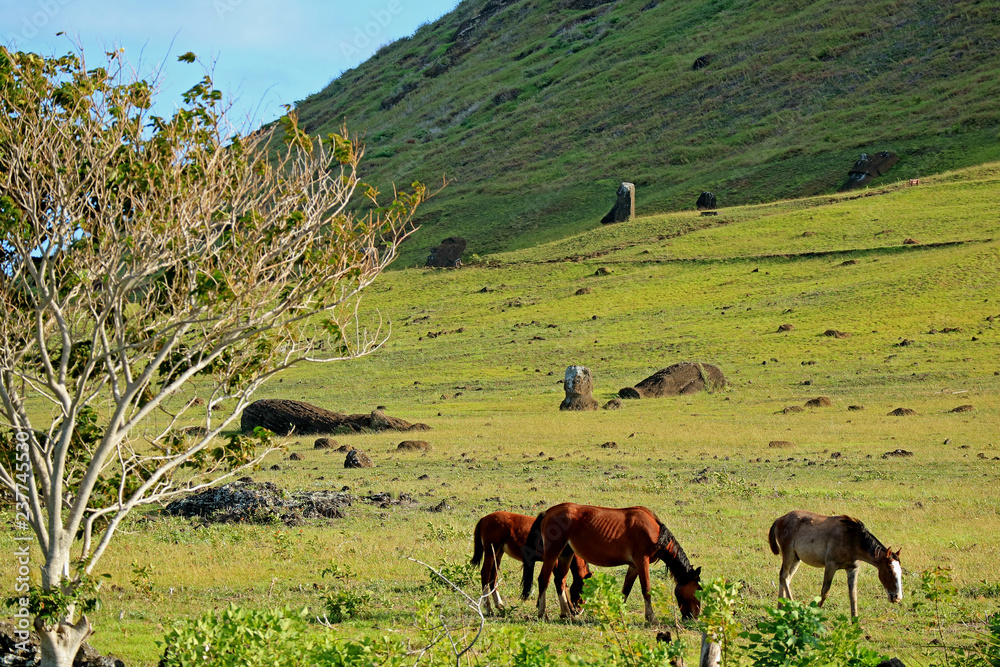 The horses grazing at the foothill of Rano Raraku volcano, the Moai quarry on Easter Island, Chile, South America 