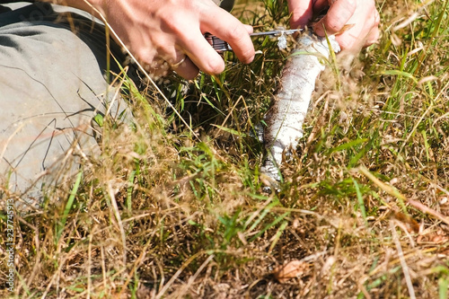 Fisherman cleans the fish on the grass use a knife. Hands close-up. photo