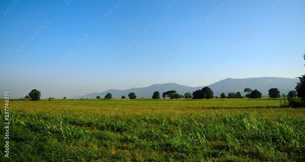 green pasture land in landscape