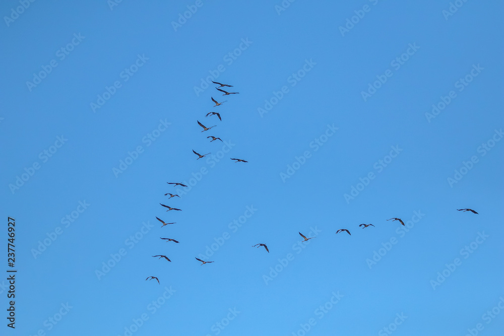 Flock of migratory birds against a blue sky. Flock of migratory birds against a blue sky.