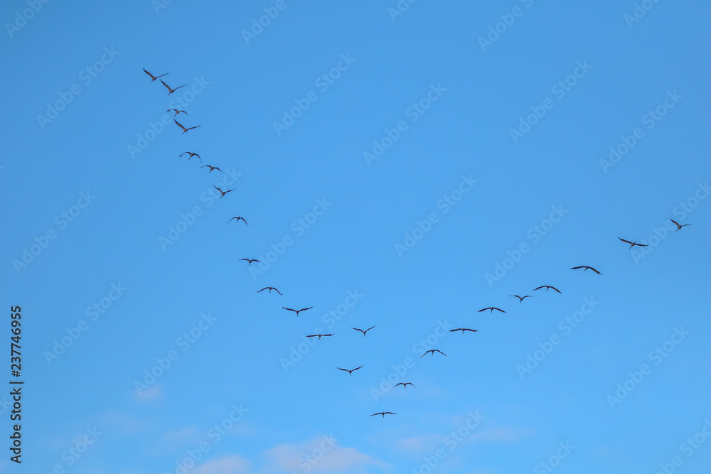 Flock of migratory birds against a blue sky. Flock of migratory birds against a blue sky.