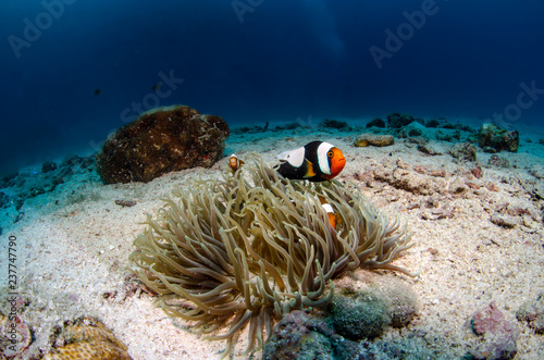Obraz na płótnie Saddleback Clownfish, Amphiprion polymnus