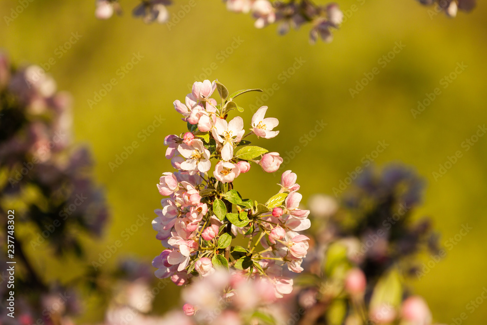 Beautiful spring blossom of apple cherry tree with pink flowers. Beautiful spring blossom of apple cherry tree with pink flowers.