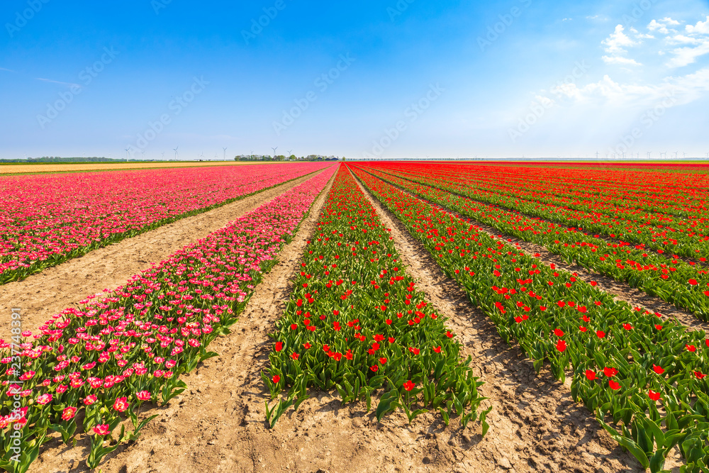 Dutch tulips struggle due to drought due to global warming and climate change