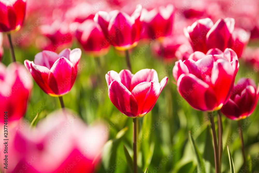 Closeup of red and white flamed tulips in a Dutch tulips field flowerbed under a blue sky