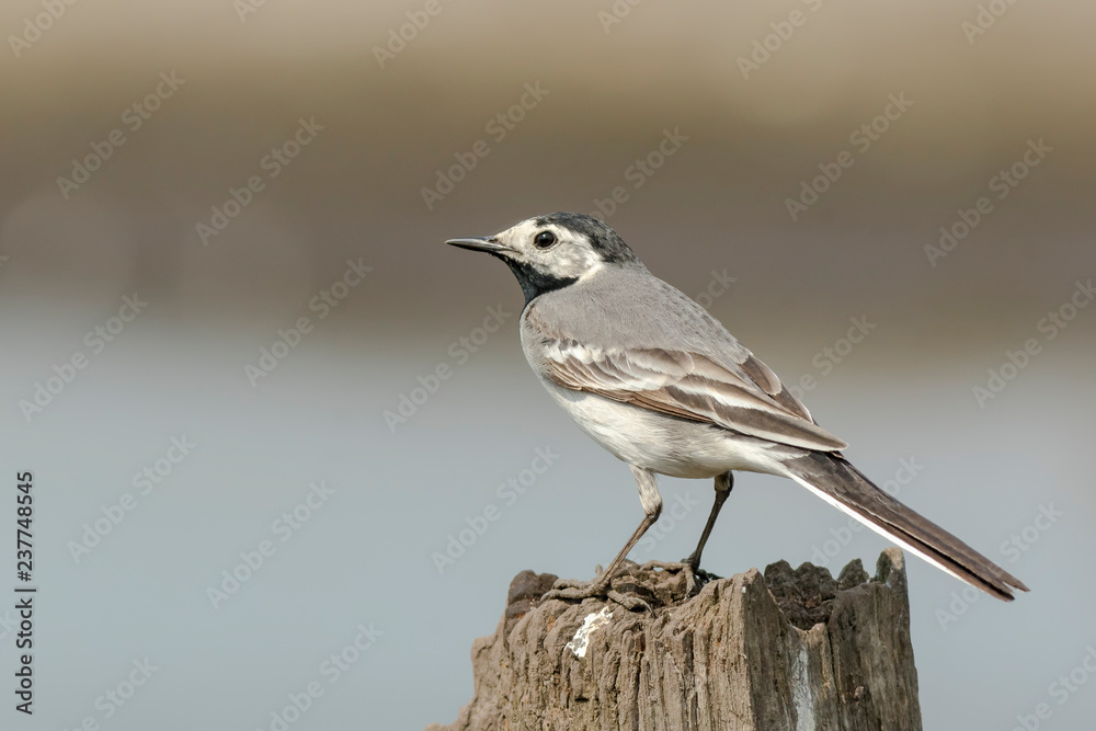 Fototapeta premium White Wagtail (Motacilla alba) bird perched