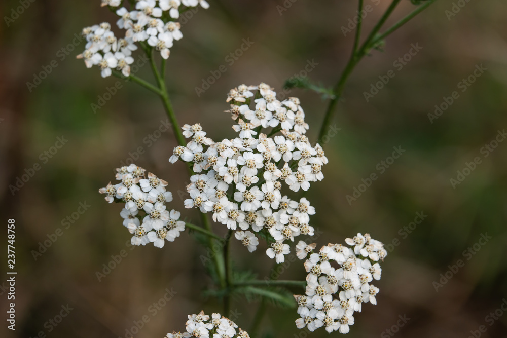 Yarrow Flowers in Bloom in Autumn Yarrow Flowers in Bloom in Autumn