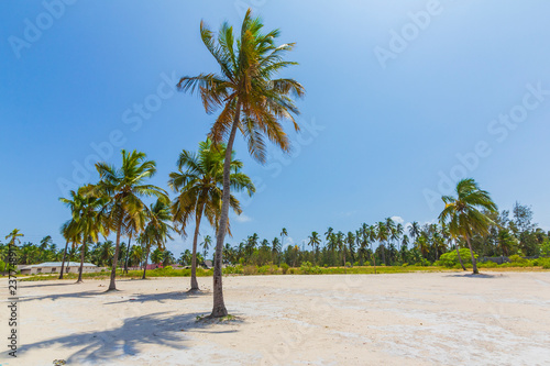 Attractive tropical outback landscape with high palm trees and a small village in the background © Sander Meertins